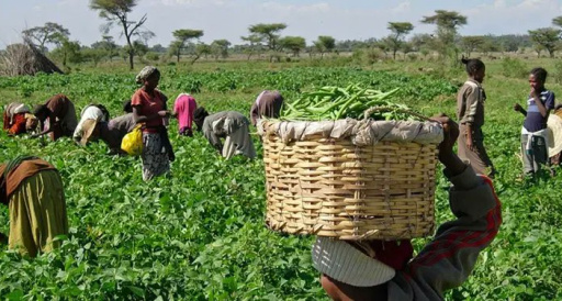 Nigerian Farmers Accuse Banks of Diverting Agric Funds to Real Estate